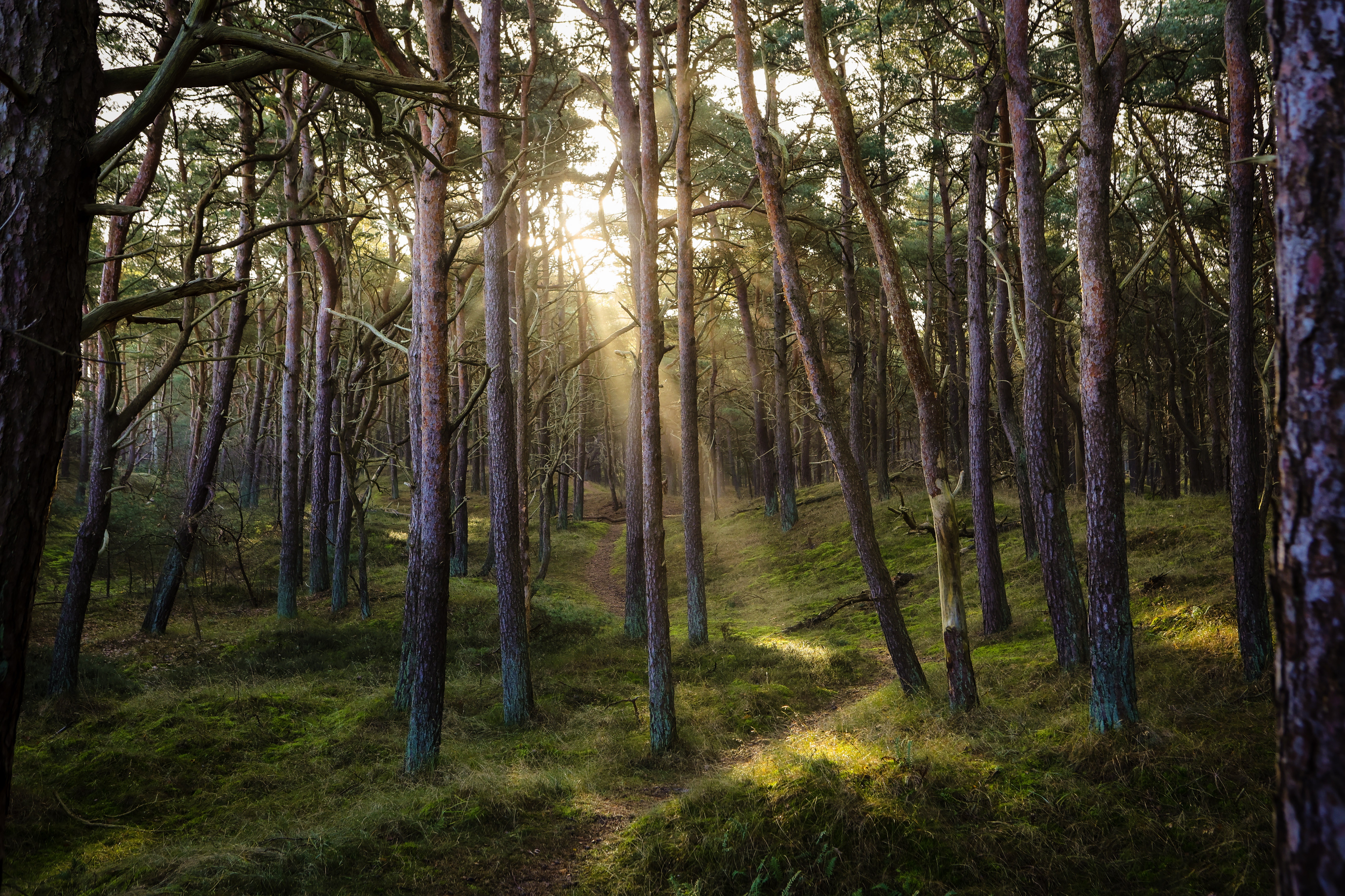 North Shore forest